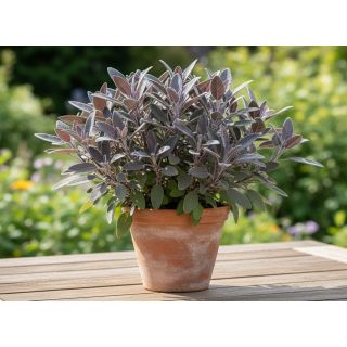 Compra SALVIA PURPLE BEAUTY (126 Plantas). en la tienda online Fito Agrícola
