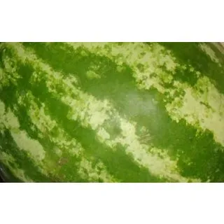 Compra SANDÍA RAYADA Con Semilla Injertada EPS70 en la tienda online Fito Agrícola