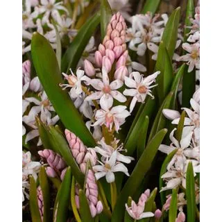 Compra SCILLA BIFOLIA ROSEA (100 Unid.). en la tienda online Fito Agrícola