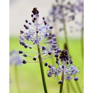 Compra SCILLA LITARDIEREI (100 Unid.). en la tienda online Fito Agrícola