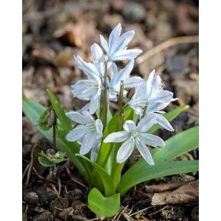 Compra SCILLA MISCHTSCHENKOANA (100 Unid.). en la tienda online Fito Agrícola