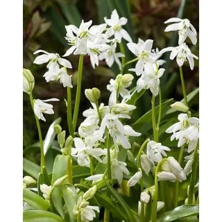 Compra SCILLA SIBERICA ALBA (100 Unid.). en la tienda online Fito Agrícola
