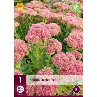 Compra SEDUM HERBSTFREUDE en la tienda online Fito Agrícola