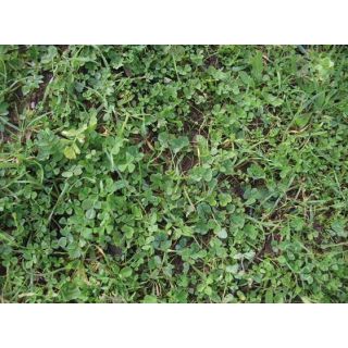 Compra SECANO SUELOS ARENOSOS (25 Kgr.). en la tienda online Fito Agrícola