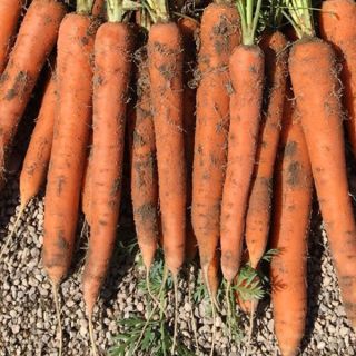 Compra ZANAHORIA CARRUBA F1 (1.000.000 Semillas). en la tienda online Fito Agrícola