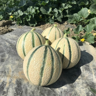 Compra MELÓN ADAGIO F1 (1.000 Semillas) en la tienda online Fito Agrícola