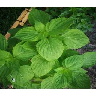 Compra SHISO VERDE ECOLÓGICO ME11 en la tienda online Fito Agrícola