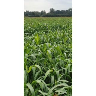 Compra SORGO SUZY (5 Kgr.). en la tienda online Fito Agrícola