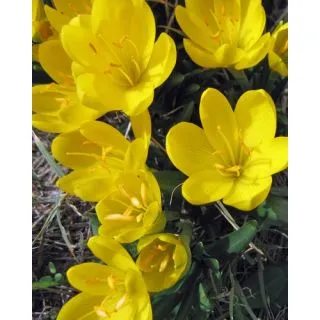 Compra STERNBERGIA LUTEA (50 Unid.). en la tienda online Fito Agrícola