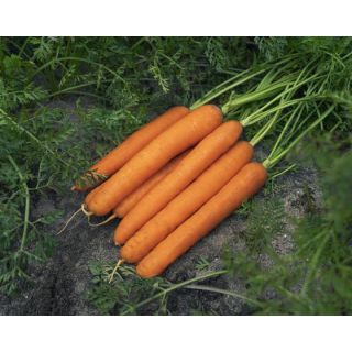 Compra ZANAHORIA SONETO F1 Mini Pildorada (100.000 semillas). en la tienda online Fito Agrícola