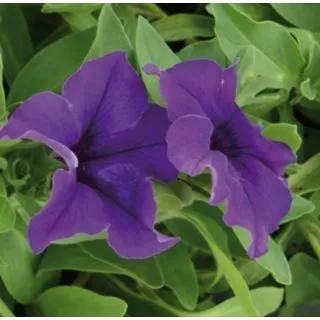 Compra SURFÍNIA AZUL (126 Plantas). en la tienda online Fito Agrícola