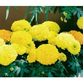 Compra TAGETE ERECTA ANTIGUA TAISHAN / PROUD MARY AMARILLO (240 Plantas). en la tienda online Fito Agrícola