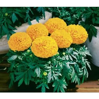 Compra TAGETE ERECTA ANTIGUA TAISHAN / PROUD MARY NARANJA (240 Plantas). en la tienda online Fito Agrícola
