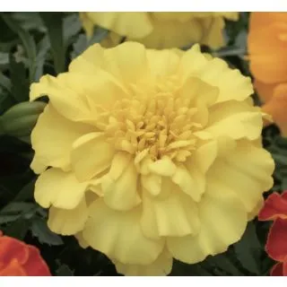 Compra TAGETE TRIPLOIDE ZENITH AMARILLO (240 Plantas). en la tienda online Fito Agrícola