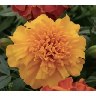 Compra TAGETE TRIPLOIDE ZENITH NARANJA (240 Plantas). en la tienda online Fito Agrícola