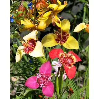 Compra TIGRIDIA PAVONIA MIX (100 Unid.). en la tienda online Fito Agrícola