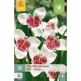 Compra TIGRIDIA PAVONIA BLANCA en la tienda online Fito Agrícola