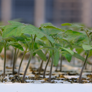 Compra TOMATE ARNOLD F-1 (10.000 Semillas) en la tienda online Fito Agrícola