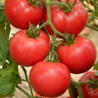 Compra TOMATE FAWORYT RASPBERRY AB (50 Semillas). en la tienda online Fito Agrícola