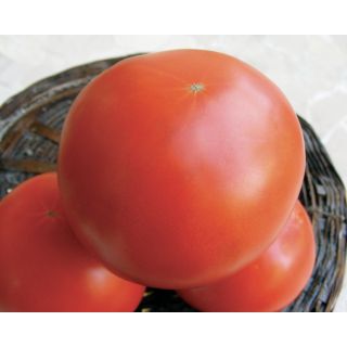 Compra TOMATE BEROSSO F1 (1.000 Semillas). en la tienda online Fito Agrícola
