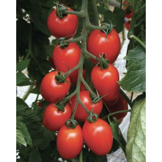 Compra TOMATE CADILLY F1 (1.000 Semillas). en la tienda online Fito Agrícola