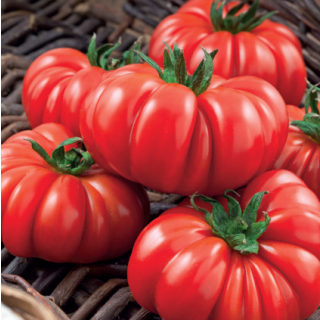 Compra TOMATE COSTOLUTO FIORENTINO Sel. Corleonese Pildorado (5.000 Semillas). en la tienda online Fito Agrícola