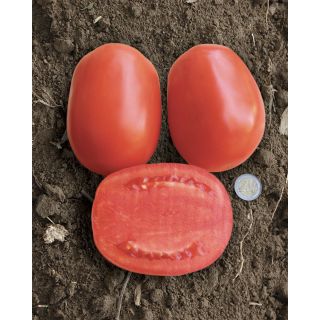 Compra TOMATE DAWIL F1 Pildorado (5.000 Semillas). en la tienda online Fito Agrícola