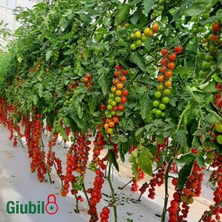 Compra TOMATE GIUBILO (1000 Semillas). en la tienda online Fito Agrícola