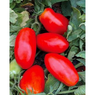 Compra TOMATE GRANDE F1 Pildorado (5.000 Semillas). en la tienda online Fito Agrícola