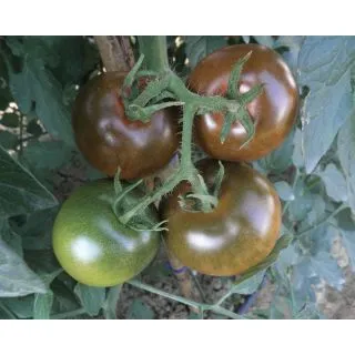 Compra TOMATE NERONDO F1 (1.000 Semillas). en la tienda online Fito Agrícola