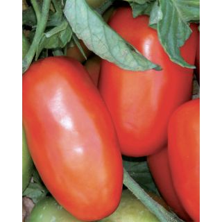 Compra TOMATE MISS BETTY F1 OR Pildorado (5.000 Semillas). en la tienda online Fito Agrícola
