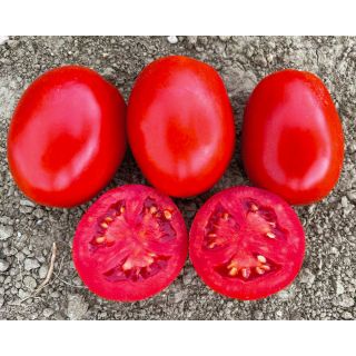 Compra TOMATE OVERTURE F1 Pildorado (25.000 Semillas). en la tienda online Fito Agrícola