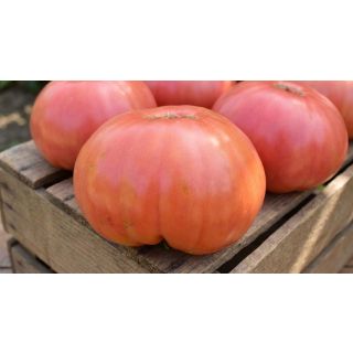 Compra TOMATE PONDEROSA Sel. Sorrento (1.000 Semillas). en la tienda online Fito Agrícola