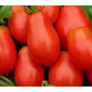 Compra TOMATE ROMA VF ECOLÓGICO (10 gr.). en la tienda online Fito Agrícola