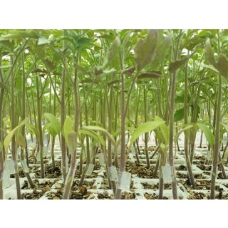 Compra TOMATE SPONSOR F1 (1000 Semillas). en la tienda online Fito Agrícola