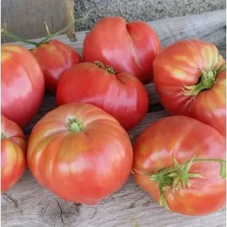 Compra TOMATE ROSA DE GUIPÚZKOA MS6 en la tienda online Fito Agrícola