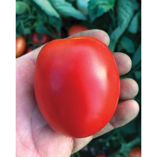Compra TOMATE CAPIROSSO F1 Pildorado (25.000 Semillas). en la tienda online Fito Agrícola