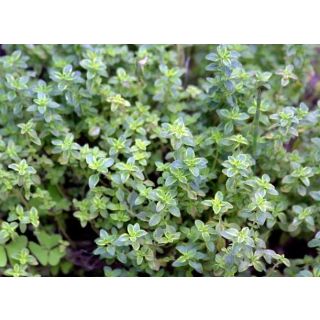 Compra TOMILLO LIMÓN (126 Plantas) en la tienda online Fito Agrícola