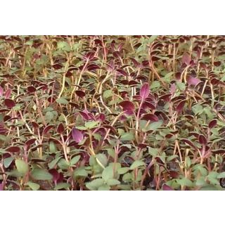 Compra TOMILLO SUMER THYME PLANTEL DESARROLLADO (28 Plantas) en la tienda online Fito Agrícola