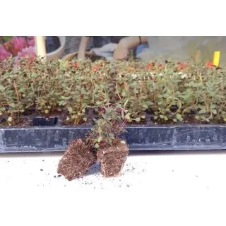 Compra TOMILLO SUMER THYME (144 Plantas). en la tienda online Fito Agrícola