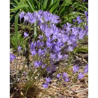 Compra TRITELEIA CORRINA (100 Unid.). en la tienda online Fito Agrícola