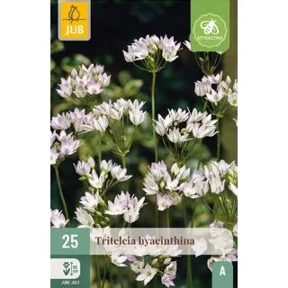 Compra TRITELEIA HYACINTHINA en la tienda online Fito Agrícola