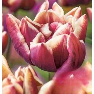 Compra TULIPÁN WYNDHAM (100 Unid.). en la tienda online Fito Agrícola