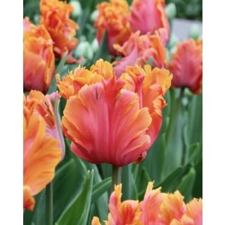 Compra TULIPÁN AMAZING PARROT (100 Unid.) en la tienda online Fito Agrícola