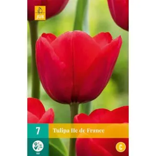 Compra TULIPÁN ILE DE FRANCE en la tienda online Fito Agrícola