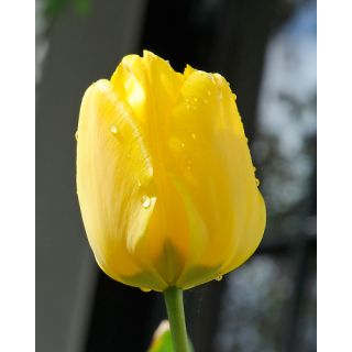 Compra TULIPÁN JAN VAN NES (100 Unid.) en la tienda online Fito Agrícola