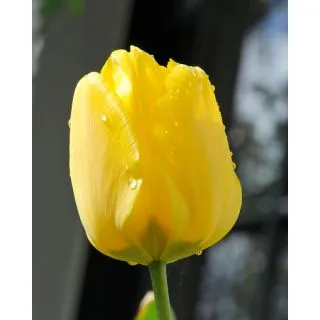 Compra TULIPÁN JAN VAN NES (100 Unid.) en la tienda online Fito Agrícola