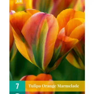 Compra TULIPÁN ORANGE MARMELADE en la tienda online Fito Agrícola