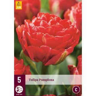 Compra TULIPÁN PAMPLONA en la tienda online Fito Agrícola