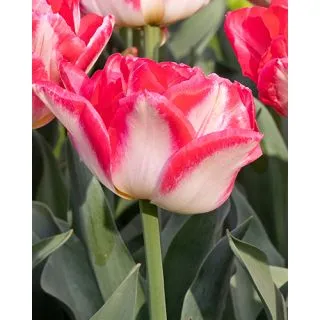 Compra TULIPÁN PINK DELIGHT (100 Unid.) en la tienda online Fito Agrícola